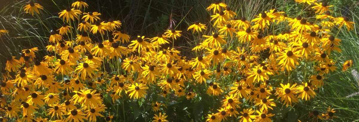  Little Waltham Gardening Club